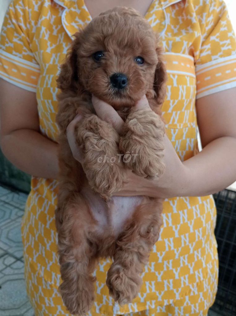 Chó Poodle con. Mua bán Chó tại Huyện Gò Dầu Tây Ninh được đăng bởi trần thị thu hạnh  hình 3