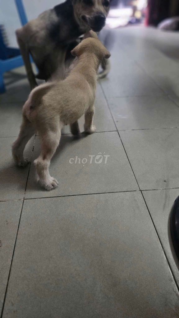 Chó con lai Phú Quốc. Mua bán Chó tại Quận 3 Tp Hồ Chí Minh được đăng bởi GIAO hình 3
