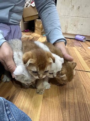 Mèo Tai Cụp 1.5 tháng