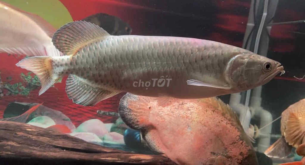 Cá cảnh Kim long úc Gần 40cm Chuẩn chỉ body mập. Mua bán Thú cưng khác tại Quận Bình Tân Tp Hồ Chí Minh được đăng bởi Mê Cá hình 1