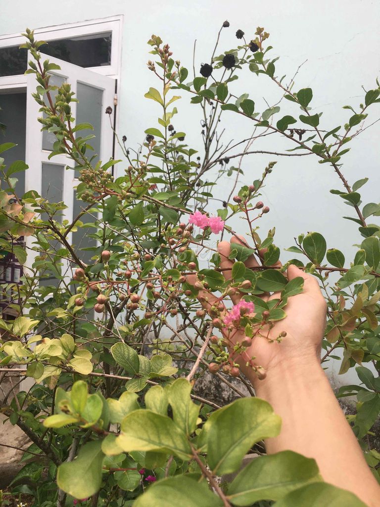 Cây tường vi hồng 2 cây. Mua bán Cây cảnh, đồ trang trí tại Thành phố Buôn Ma Thuột Đắk Lắk được đăng bởi chuyên gà tre gia cong và cây cảnh bonsai hình 1