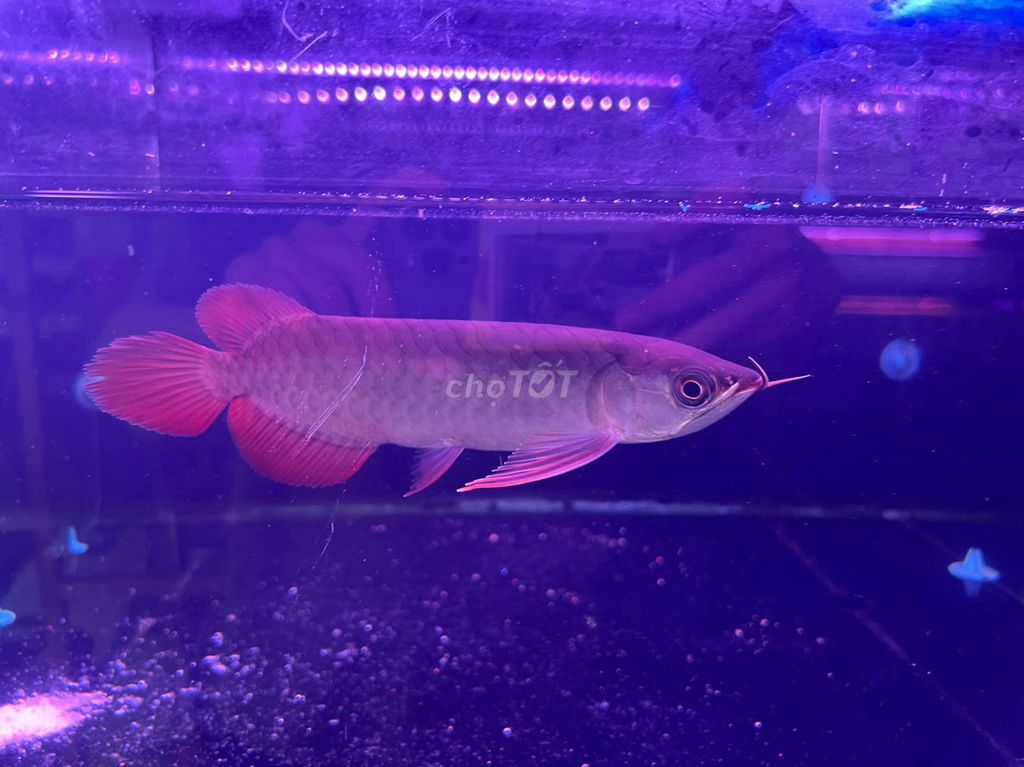 Huyết long Indo,U 19/20cm_đầu muỗng,đuôi to,ửng đỏ. Mua bán Thú cưng khác tại Quận Bình Tân Tp Hồ Chí Minh được đăng bởi cacanhnamlong hình 5