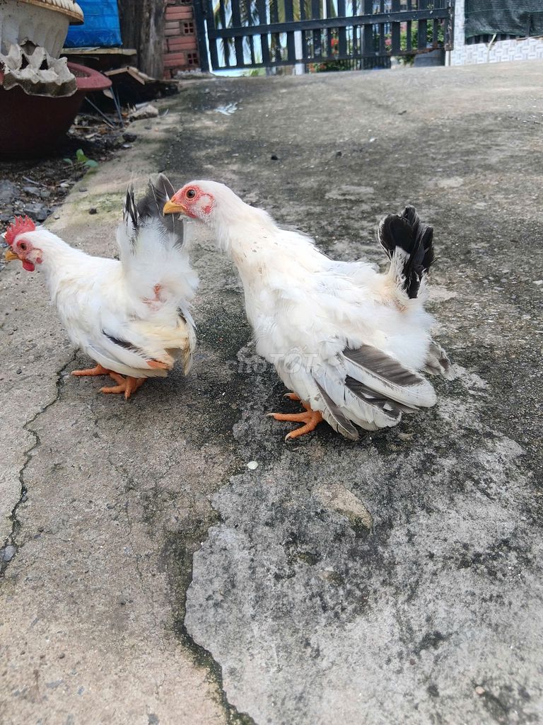 Gà Thái đẻ nhiều không chỗ nuôi giá mềm. Mua bán Gà tại Huyện Long Thành Đồng Nai được đăng bởi Nguyễn Văn Hậu hình 1
