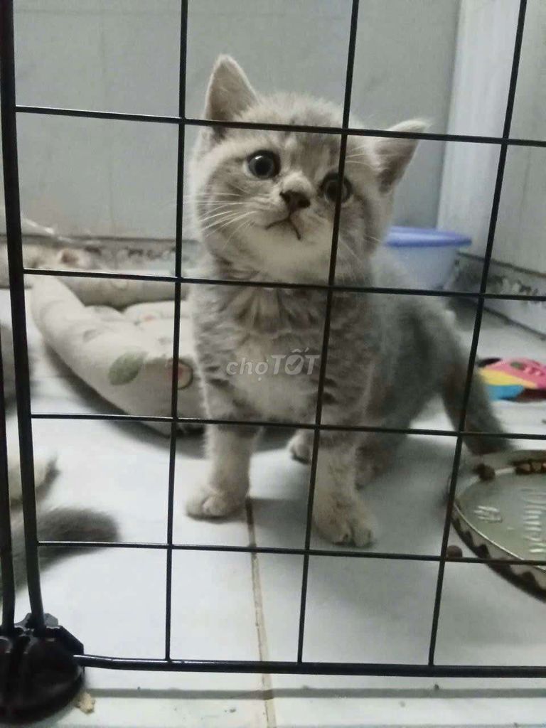 Tìm gia đình mới. Mua bán Mèo tại Quận 7 Tp Hồ Chí Minh được đăng bởi Bao ni truong  hình 3