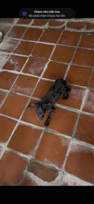 Chó Poodle cái đã tiêm phòng