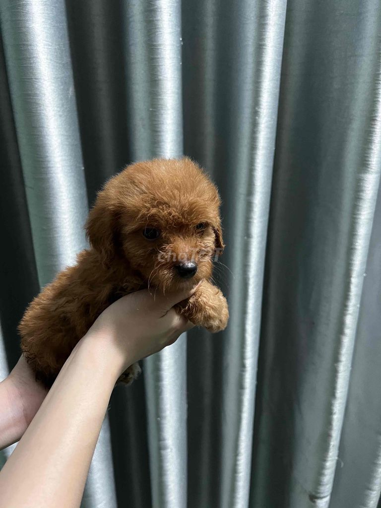 Chó con Poodle size Tiny