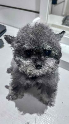 teacup cái tai bướm 1,5kg xám trắng siêu mini. Mua bán Chó tại Quận Hà Đông Hà Nội được đăng bởi poodle teacup