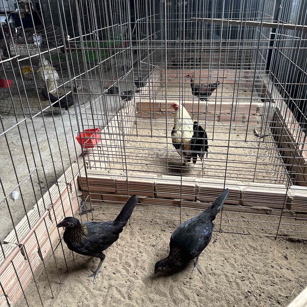 Gà mái cái làm giống. Mua bán Gà tại Thành phố Biên Hòa Đồng Nai được đăng bởi Trân huy hình 1