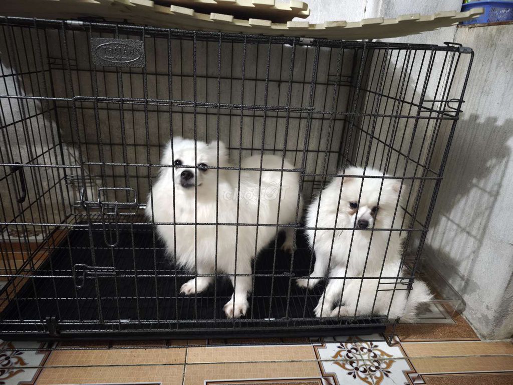 Chó Phốc Sóc trắng. Mua bán Chó tại Huyện Hoài Đức Hà Nội được đăng bởi Lê Quý Ps Hn hình 1