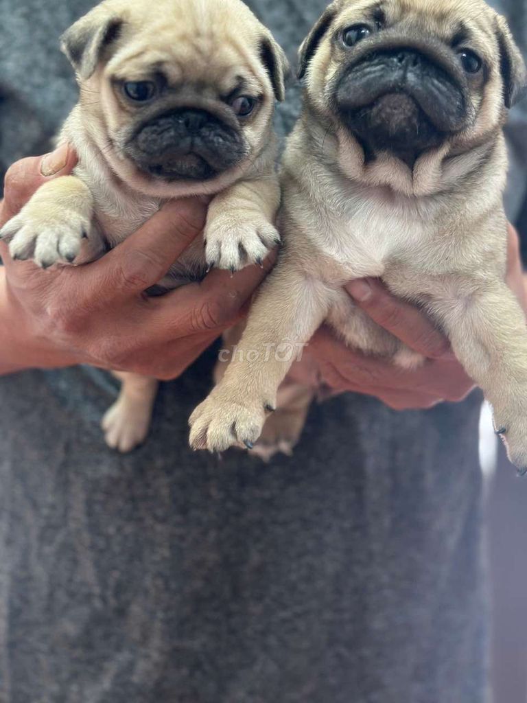 Chó Pug vàng cát đã tiêm. Mua bán Chó tại Quận Bình Tân Tp Hồ Chí Minh được đăng bởi Chó mèo cảnh miền nam hình 1