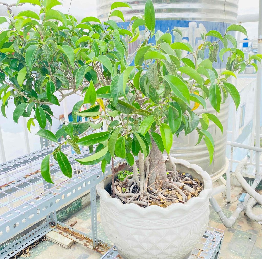 Bonsai Cổ Thụ Mini Sưu Tầm, Cây Si Sâu Tuổi. Mua bán Cây cảnh, đồ trang trí tại Quận Tân Phú Tp Hồ Chí Minh được đăng bởi Nguyễn Hoàng hình 1