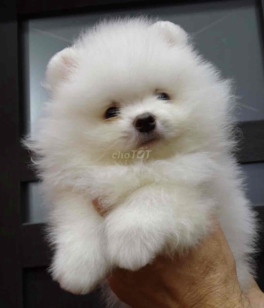 Pom thái mini size nhỏ cực khoẻ mạnh và thuần chủn. Mua bán Chó tại Thành phố Pleiku Gia Lai được đăng bởi Chaien Pet Shop hình 1