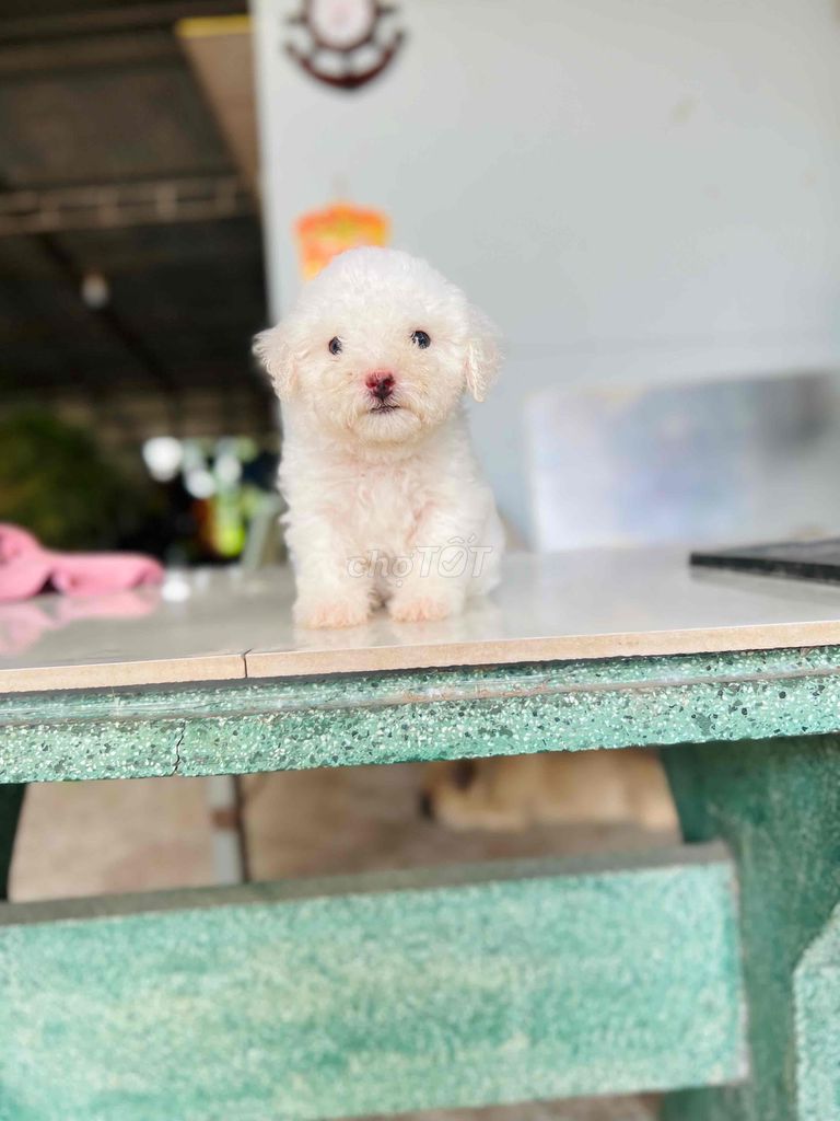 chó poodle cái nhà sinh sản tìm nhà mới