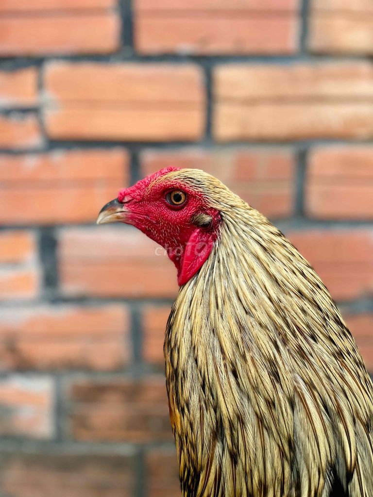 Chuối Chân Xanh - 🐔 Hiện 3kg150. . Trạng 3kg2. Mua bán Gà tại Thị xã Tân Châu An Giang được đăng bởi Gà Đá TânChâu hình 2