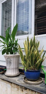 Cây lưỡi hổ lá xanh vàng chậu gốm xanh dương. Mua bán Cây cảnh, đồ trang trí tại Quận 7 Tp Hồ Chí Minh được đăng bởi TRINH Vu Lan