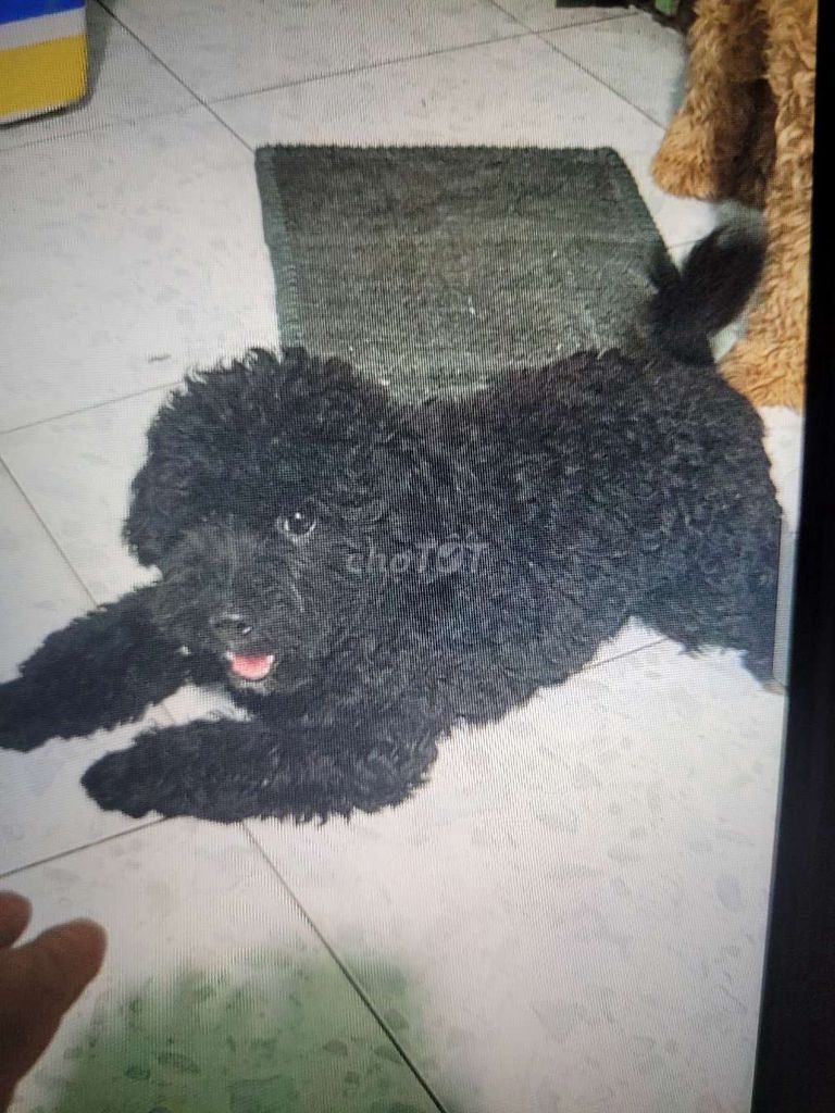 Cần bán chó poodle lai. Mua bán Chó tại Thành phố Thuận An Bình Dương được đăng bởi Anh  hình 1
