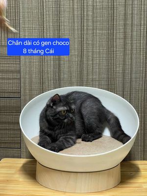 Mèo anh lông ngắn 3 tháng siêu đẹp