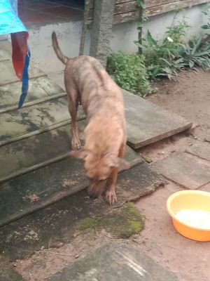 Chó Phú Quốc con vện lửa vện đen. Mua bán Chó tại Huyện Chợ Mới An Giang được đăng bởi A Tư