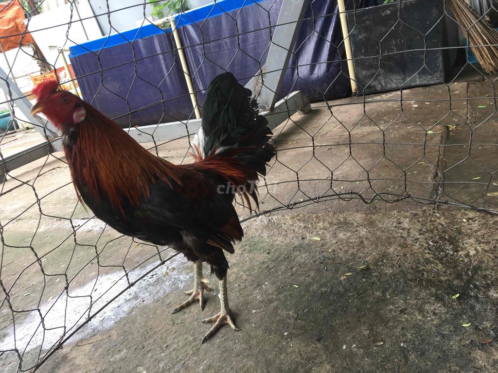 trống tre zin đẹp sung giá 700k