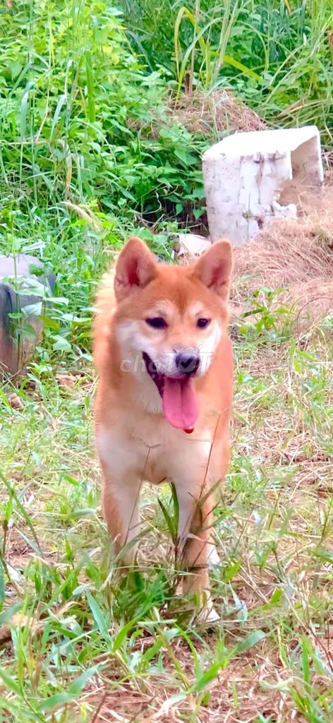 Bé Shiba Inu cái màu vàng đỏ 6.5 tháng tuổi