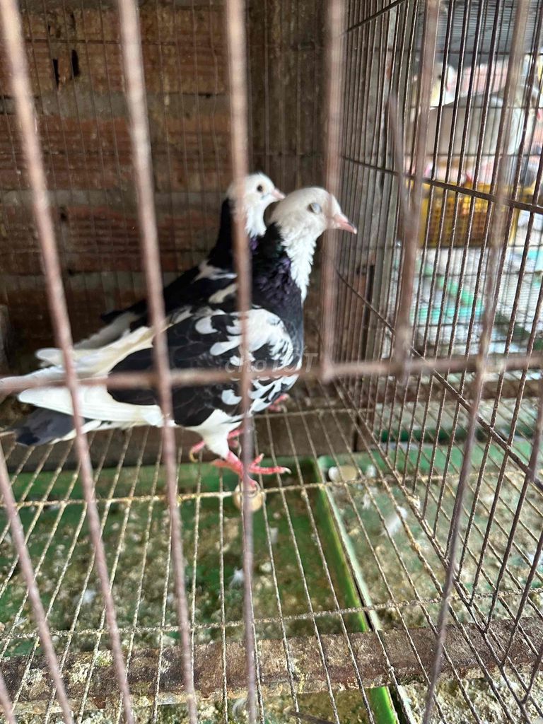 Bồ câu Pháp Đen trắng Trưởng thành. Mua bán Chim tại Quận Bình Tân Tp Hồ Chí Minh được đăng bởi Hung hình 1