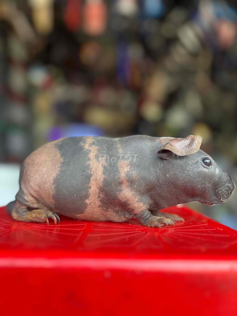 Hà mã mi ni bò sữa dện,dễ thương và đáng yêu. Mua bán Thú cưng khác tại Thành phố Dĩ An Bình Dương được đăng bởi văn minh hình 1