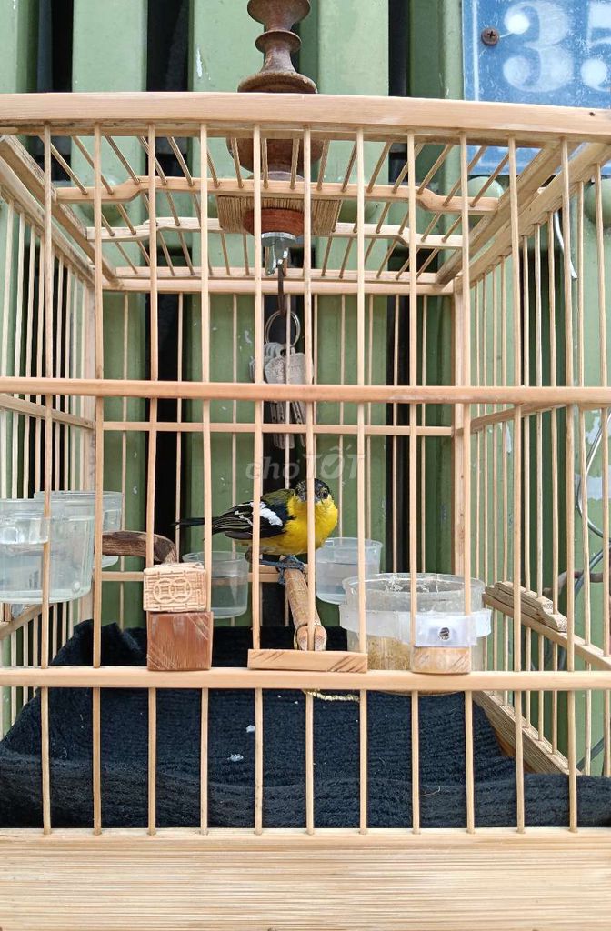 Chim Nghệ đầu đen 2 mùa. Mua bán Chim tại Quận Bình Tân Tp Hồ Chí Minh được đăng bởi Cây cảnh sàigòn hình 1