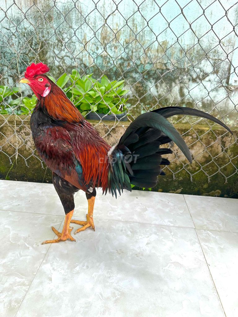 🍀asil 3k2 tơ zin. Mua bán Gà tại Thành phố Ngã Bảy Hậu Giang được đăng bởi TRẠI GÀ TẤN PHÁT 68 hình 1