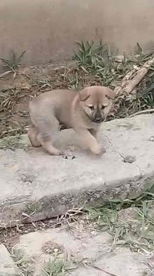 Chó HMông cộc đuôi đực