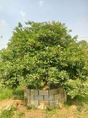 Cập mai vàng cổ thụ. Mua bán Cây cảnh, đồ trang trí tại Huyện Châu Thành Đồng Tháp được đăng bởi a bảo