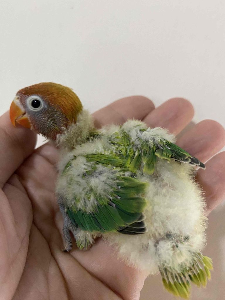 Vẹt Lovebird Baby Xanh mặt đỏ. Mua bán Chim tại Quận Phú Nhuận Tp Hồ Chí Minh được đăng bởi Thuý An hình 1