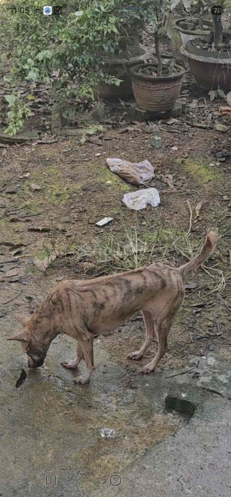 Chó Phú Quốc cái cần bán. Mua bán Chó tại Quận Cẩm Lệ Đà Nẵng được đăng bởi NguyenThao hình 1