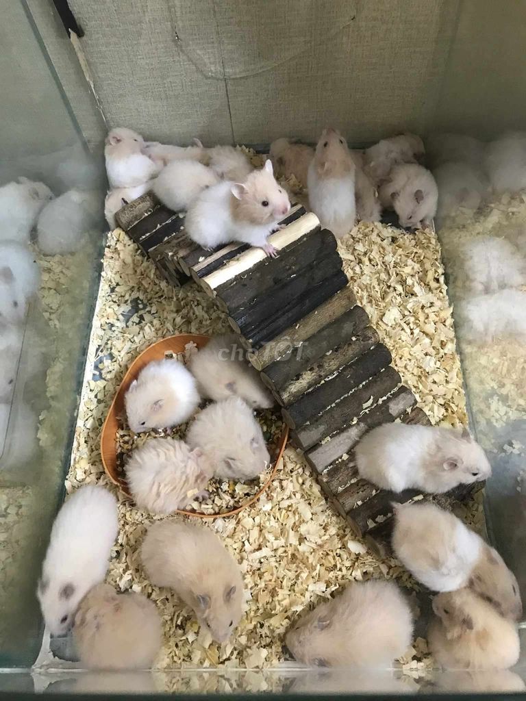 Chuột Hamster Bear xù trắng pha mơ Baby. Mua bán Thú cưng khác tại Quận Bình Tân Tp Hồ Chí Minh được đăng bởi Ở trọ bày đặt bán chụtt hình 1