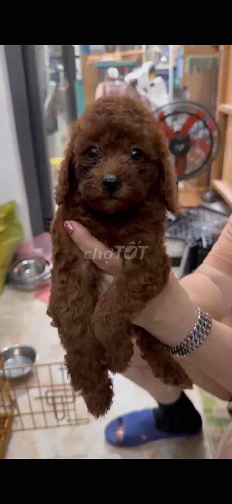 Poodle nâu đỏ. Mua bán Chó tại Thành phố Vũng Tàu Bà Rịa - Vũng Tàu được đăng bởi Lượm Dog Shop hình 6