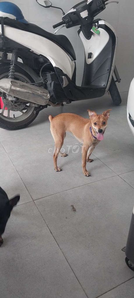 Chó Fox Hươu lai 8 tháng. Mua bán Chó tại Quận Gò Vấp Tp Hồ Chí Minh được đăng bởi abc hình 1