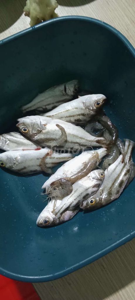 Điện thoại. Mua bán Điện thoại tại Quận Liên Chiểu Đà Nẵng được đăng bởi Tin Thời Sự hình 1