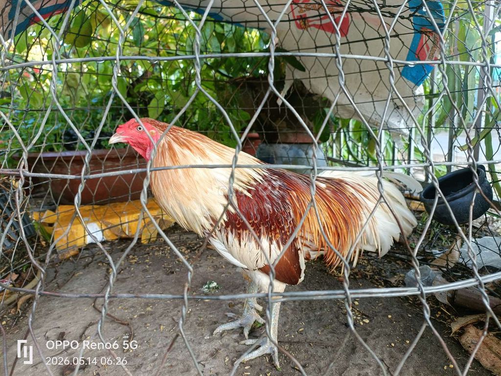 gà bán rẽ. Mua bán Gà tại Huyện An Phú An Giang được đăng bởi Chim lưa hình 1