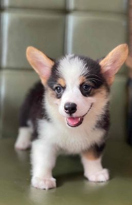 Corgi con màu đen trắng Thuần chuẩn , béo ú, cute. Mua bán Chó tại Quận Thanh Khê Đà Nẵng được đăng bởi Anh Thy Nguyen