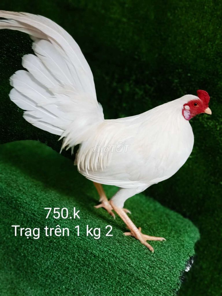 Úa tơ zin trạng tren 1 kg 2 nha ae