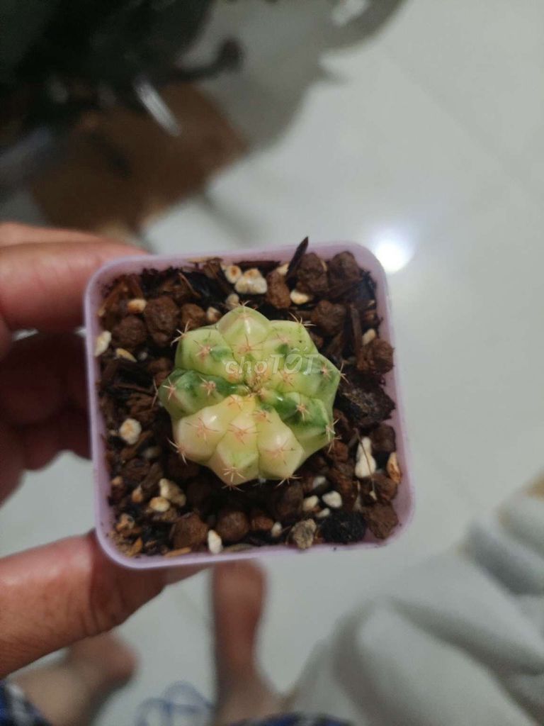 Xương rồng Gymnocalycium Hồng Tròn. Mua bán Cây cảnh, đồ trang trí tại Quận Bình Tân Tp Hồ Chí Minh được đăng bởi chuyên 7 màu hình 1