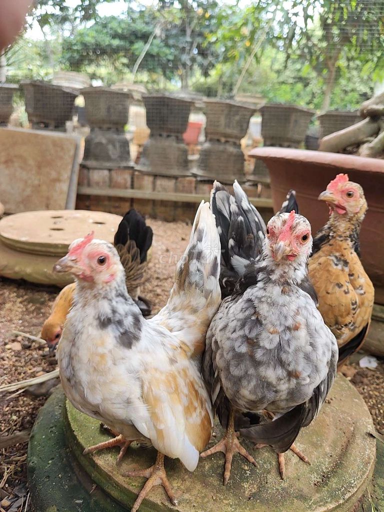 Gà Serama 3 tháng tuổi cả hai. Mua bán Gà tại Huyện Krông Năng Đắk Lắk được đăng bởi Quỳnh Nguyễn hình 1