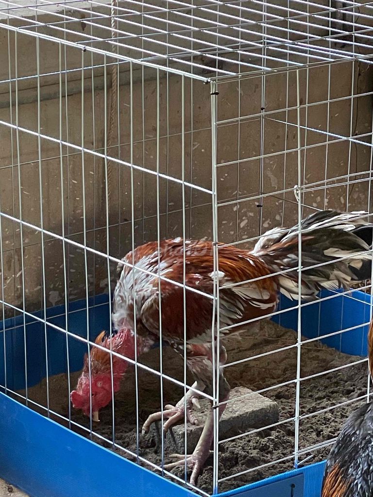 Gà chọi xám hồng đực 3.4kg. Mua bán Gà tại Huyện Ba Vì Hà Nội được đăng bởi TUẤN Phùng Xuân gà chọi hình 1
