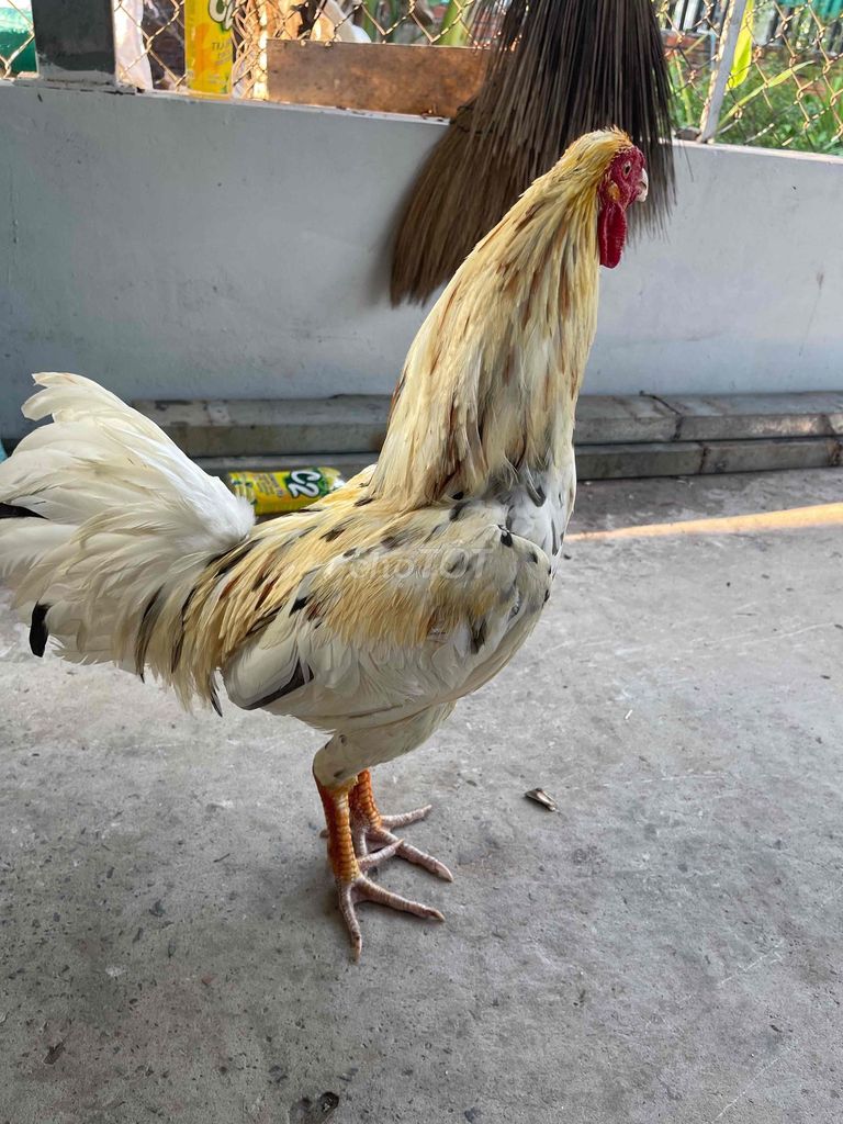 Gà trống Vàng úa Đực 2.8kg. Mua bán Gà tại Huyện Thủ Thừa Long An được đăng bởi Ken Nguyễn  hình 1