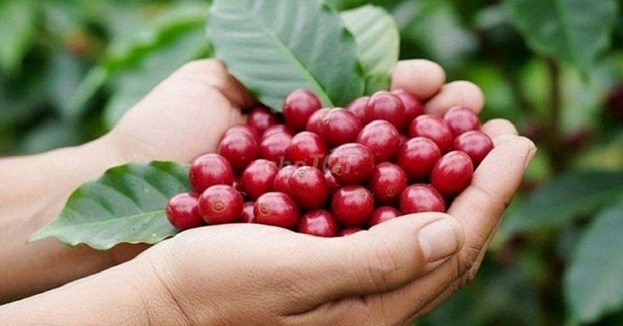 Trà Cà phê. Mua bán Đồ chuyên dụng, Giống nuôi trồng tại Quận Tân Phú Tp Hồ Chí Minh được đăng bởi A Long hình 1