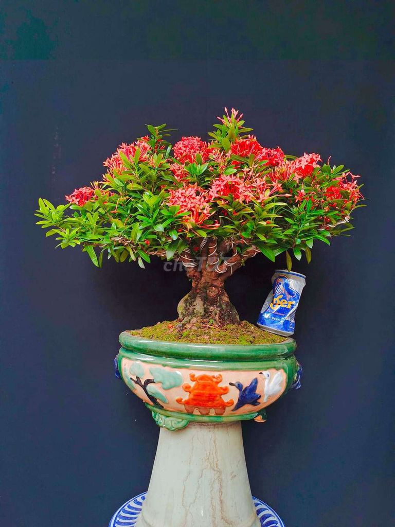 Cây Trang bonsai cao 40cm gốc lớn