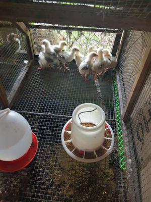 Gà con 200 cặp.. Mua bán Gà tại Huyện An Phú An Giang được đăng bởi Nguyễn Hậu