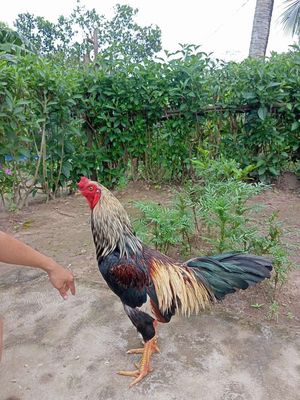 Chuối Chập 2k8 Tơ Zin. Mua bán Gà tại Huyện Mỹ Xuyên Sóc Trăng được đăng bởi Dũng Gà 