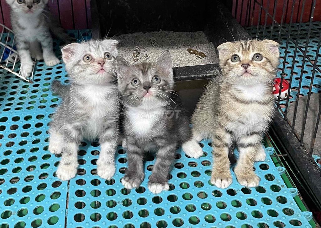 Mèo anh lông ngắn tabby tai cụp. Mua bán Mèo tại Thành phố Thủ Đức Tp Hồ Chí Minh được đăng bởi Chó Mèo Thủ Đức hình 1