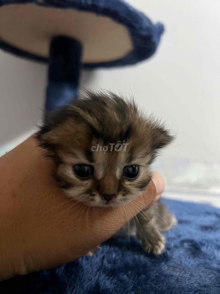 Mèo Anh Lông Ngắn nhiều màu. Mua bán Mèo tại Huyện Nhà Bè Tp Hồ Chí Minh được đăng bởi Vy Châu hình 1