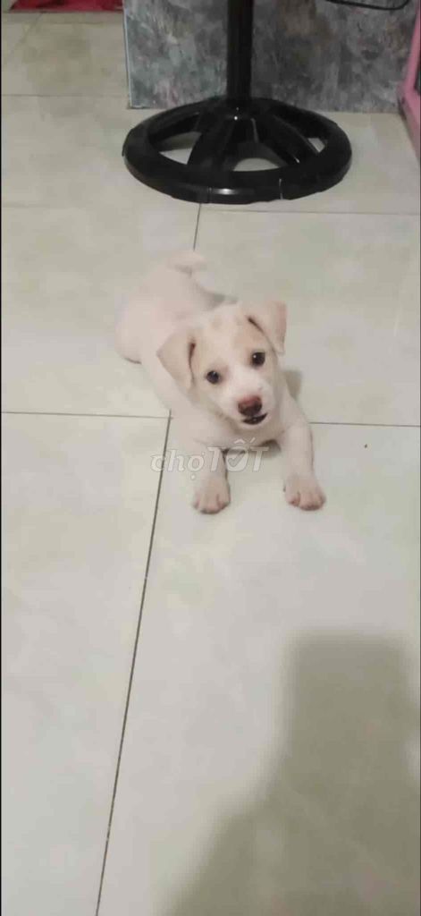 chó Labrador,màu trắng bông vàng , 3 tháng tuổi. Mua bán Chó tại Thị xã Bến Cát Bình Dương được đăng bởi Kiều vy Nguyễn hình 1
